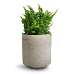 Suzi Plant Pot - Grey Washed 27 Suzi Plant Pot - Grey Washed -Plant potted plants Nephrolepis exaltata Vitale Compact Sword Fern 12x20cm Suzi Plant Pot Grey Washed 15x16.5cm