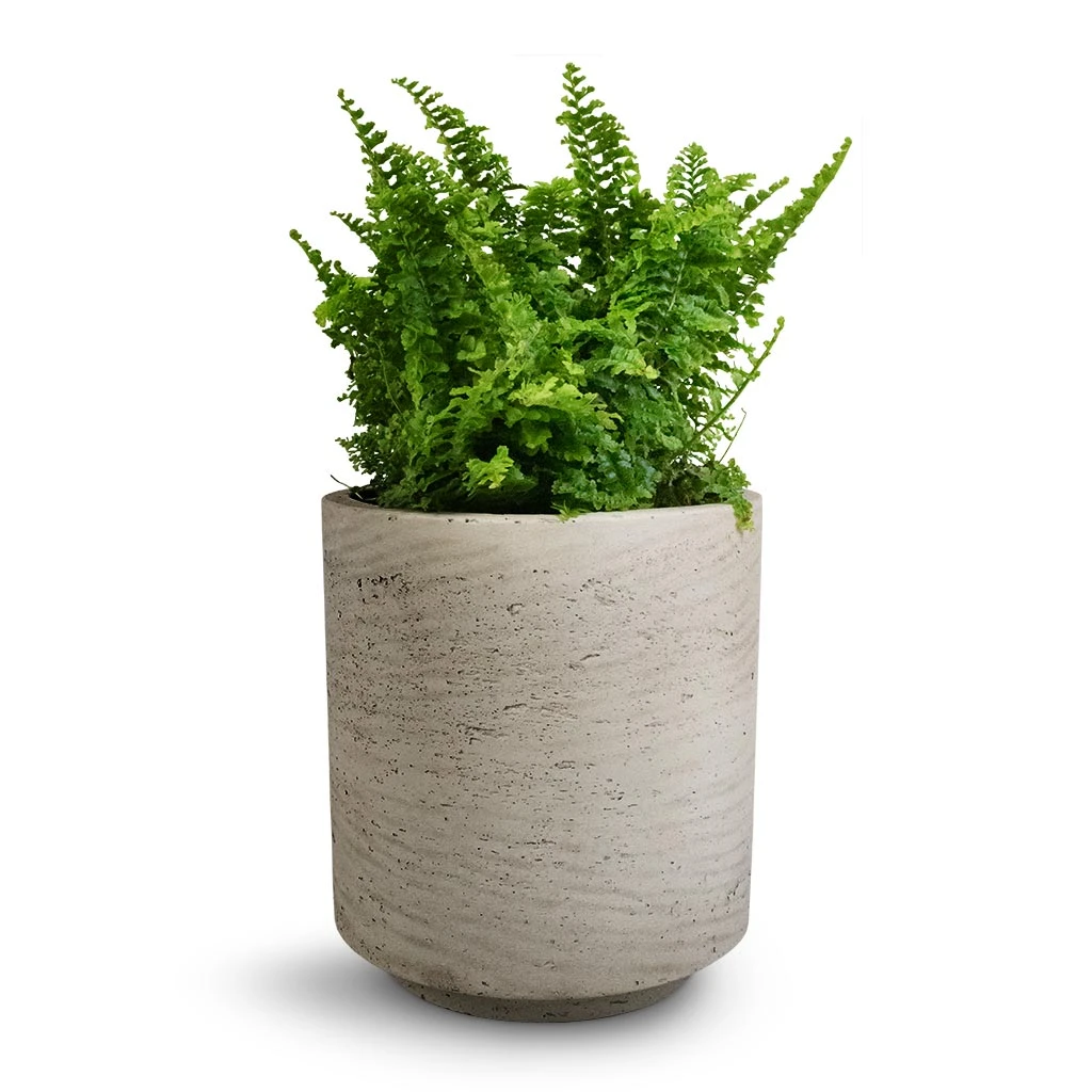 Suzi Plant Pot - Grey Washed 13 Suzi Plant Pot - Grey Washed - Image 11