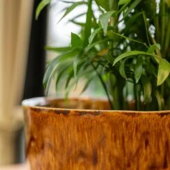 Nolan Plant Pot - Caramel 22 Nolan Plant Pot - Caramel -Plant potted plants Nolan Caramel 3