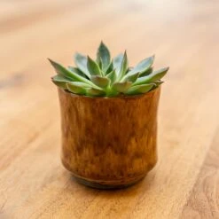 Nolan Plant Pot - Caramel 20 Nolan Plant Pot - Caramel -Plant potted plants Nolan Caramel 4
