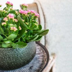 Noor Plant Bowl - Velvet Green 10 Noor Plant Bowl - Velvet Green -Plant potted plants Noor Plant Bowl Velvet Green 1