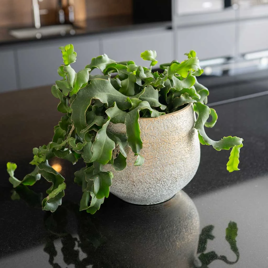 Noor Plant Pot - Metallic Grey 14 Noor Plant Pot - Metallic Grey - Image 12