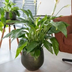 Noor Plant Pot - Velvet Green -Plant potted plants Noor Plant Pot Velvet Green 2