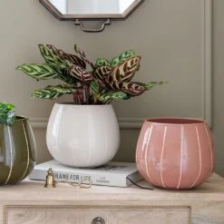 Nova Plant Pot - Rose -Plant potted plants Nova Plant Pot Rose 23 x 18cm 6f69093b d56e 46c7 94b7 24c715c1effc