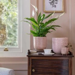 Ocean Glaze Plant Pot - Morganite -Plant potted plants Ocean Glaze Plant Pot Morganite 16 x 16cm