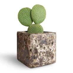 Opuntia Microdasys - Bunny Ear Cactus 17 Opuntia Microdasys - Bunny Ear Cactus -Plant potted plants Opuntia microdasys Bunny Ear Cactus 10.5x15cm Lava Cube Relic Planter Black