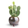 Opuntia Microdasys - Bunny Ear Cactus 2 Opuntia Microdasys - Bunny Ear Cactus -Plant potted plants Opuntia microdasys Bunny Ear Cactus 12x20cm Dewi Plant Pot Marrakesh 18x14cm