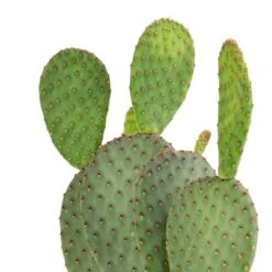 Opuntia Microdasys - Bunny Ear Cactus 19 Opuntia Microdasys - Bunny Ear Cactus -Plant potted plants Opuntia microdasys Bunny Ear Cactus 12x35cm 2