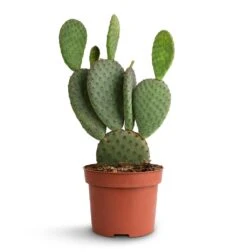 Opuntia Microdasys - Bunny Ear Cactus 20 Opuntia Microdasys - Bunny Ear Cactus -Plant potted plants Opuntia microdasys Bunny Ear Cactus 12x35cm