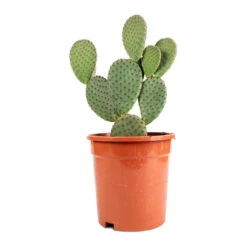 Opuntia Microdasys - Bunny Ear Cactus 22 Opuntia Microdasys - Bunny Ear Cactus -Plant potted plants Opuntia microdasys Bunny Ear Cactus 17x35cm