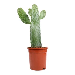 Opuntia Rubescens Consolea - Road Kill Cactus -Plant potted plants Opuntia rubescens Consolea Road Kill Cactus 17x35cm