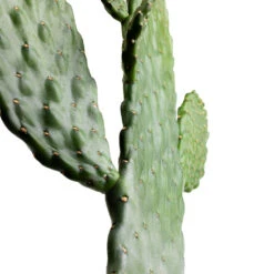 Opuntia Rubescens Consolea - Road Kill Cactus -Plant potted plants Opuntia rubescens Consolea Road Kill Cactus SWATCH