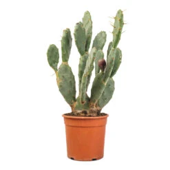 Opuntia Vulgaris - Prickly Pear Cactus -Plant potted plants Opuntia vulgaris Prickly Pear Cactus 17x50cm