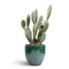 Opuntia Vulgaris - Prickly Pear Cactus -Plant potted plants Opuntia vulgaris Prickly Pear Cactus 17x50cm Jolin Plant Pot Forest 20x18cm
