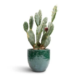 Jolin Plant Pot - Forest -Plant potted plants Opuntia vulgaris Prickly Pear Cactus 17x50cm Jolin Plant Pot Forest 20x18cm 85b44294 f69f 45c0 b708 c80b24752d9e