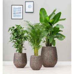 Opus Hit Darcy Planter - Gold 30 Opus Hit Darcy Planter - Gold -Plant potted plants Opus Hit Darcy Planter Gold Lifestyle