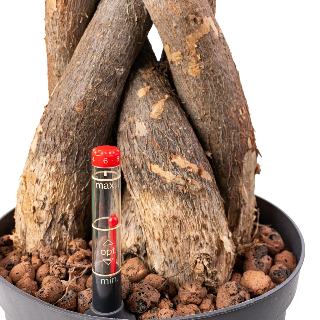 Pachira Aquatica - HydroCare 4 Pachira Aquatica - HydroCare - Image 2