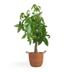 Pachira Aquatica - Money Tree -Plant potted plants Pachira aquatica Money Tree 12x35cm Nelis Plant Basket Camel 28x27cm