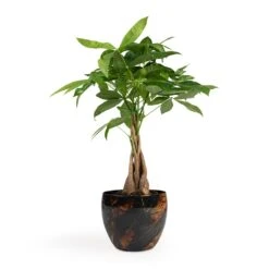 Pachira Aquatica - Money Tree -Plant potted plants Pachira aquatica Money Tree 12x35cm Vive Metal Plant Pots Set3 Lava