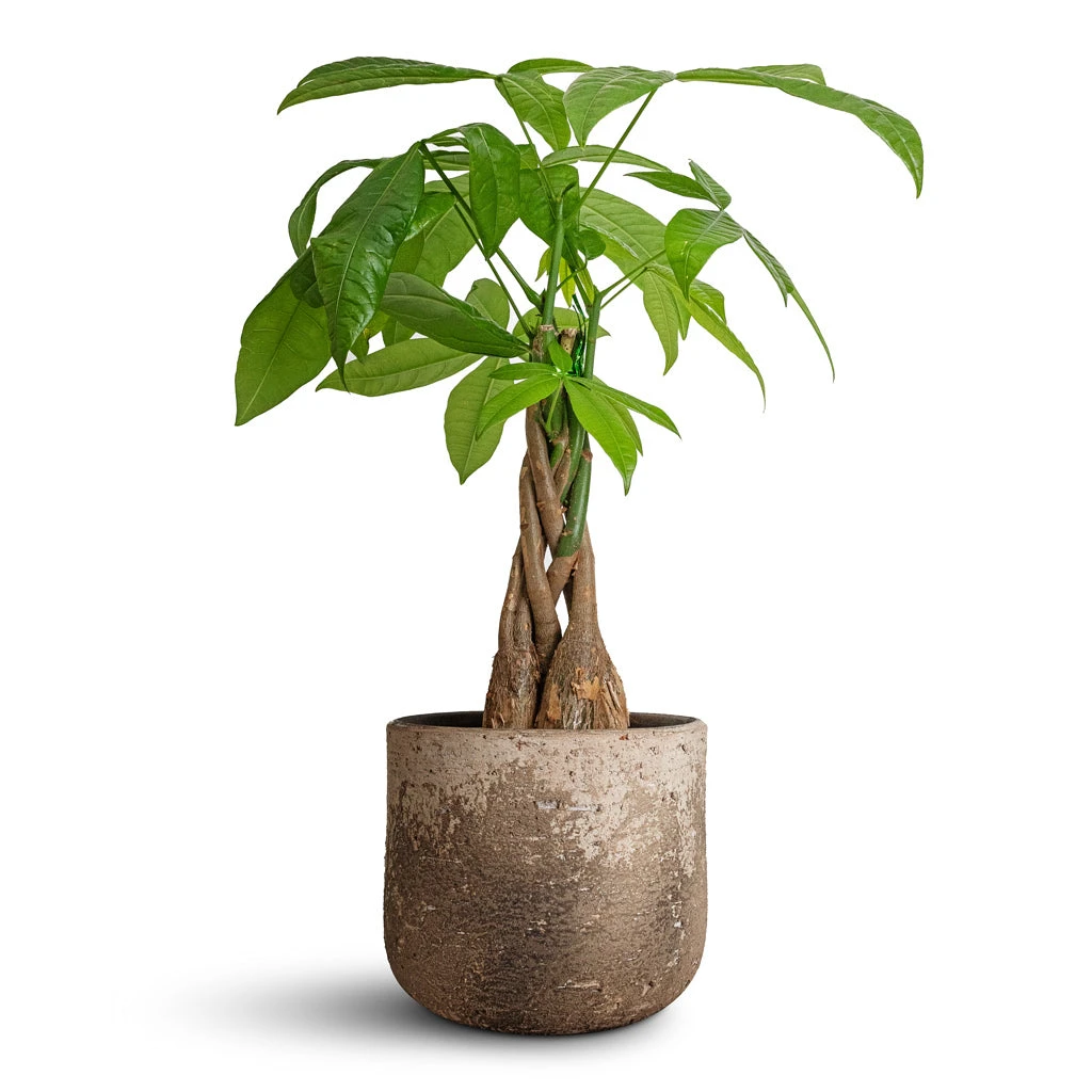 Albero Plant Pot - Cement 5 Albero Plant Pot - Cement - Image 3