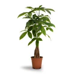 Pachira Aquatica - Money Tree -Plant potted plants Pachira aquatica Money Tree 14x50cm
