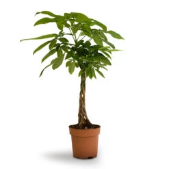 Pachira Aquatica - Money Tree -Plant potted plants Pachira aquatica Money Tree 17x60cm