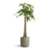 Pachira Aquatica - Money Tree -Plant potted plants Pachira aquatica Money Tree 24x120cm Lisbon Plant Pot Sage 26x26cm 7af30812 8d3b 408f b3a0 46e25dfe65f3