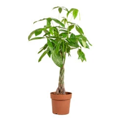Pachira Aquatica - Money Tree -Plant potted plants Pachira aquatica Money Tree 24x135cm