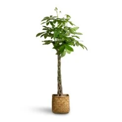 Pachira Aquatica - Money Tree -Plant potted plants Pachira aquatica Money Tree 24x140cm Kobe Bamboo Planter 30x30x31cm