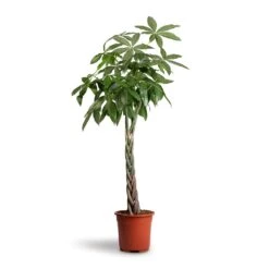 Pachira Aquatica - Money Tree -Plant potted plants Pachira aquatica Money Tree 27x140cm