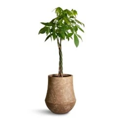 Pachira Aquatica - Money Tree -Plant potted plants Pachira aquatica Money Tree 27x140cm Polystone Coated Darcy Planter Rock 47x56.5cm