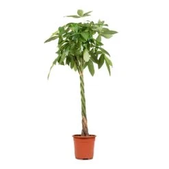 Pachira Aquatica - Money Tree -Plant potted plants Pachira aquatica Money Tree 27x150cm