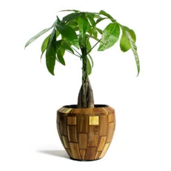 Facets Couple Planter - Jenga -Plant potted plants Pachira aquatica Money Tree Facets Couple Planter Jenga