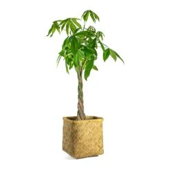 Pachira Aquatica - Money Tree -Plant potted plants Pachira aquatica Money Tree Kobe Bamboo Planter plant pot