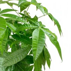 Pachira Aquatica - Money Tree -Plant potted plants Pachira aquatica Money Tree Leaves