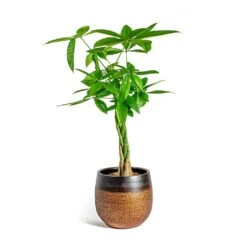Pachira Aquatica - Money Tree -Plant potted plants Pachira aquatica Money Tree Mya Plant Pot Shiny Mocha 22cm