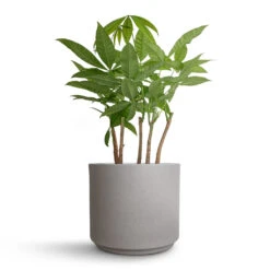 Pachira Aquatica - Multi Stem - Money Tree -Plant potted plants Pachira aquatica Multi Stem Money Tree 17x65cm Leon Plant Pot Cement 22x19.5cm cd28d002 51ad 413d aa8b b9e286f204cd