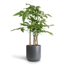 Pachira Aquatica - Multi Stem - Money Tree -Plant potted plants Pachira aquatica Multi Stem Money Tree 17x65cm Lisbon Plant Pot Charcoal 21x21cm