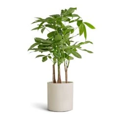 Puk Refined Planter - Natural White 15 Puk Refined Planter - Natural White -Plant potted plants Pachira aquatica Multi Stem Money Tree 17x65cm Puk Refined Planter Natural White 20x20cm