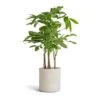 Pachira Aquatica - Multi Stem - Money Tree -Plant potted plants Pachira aquatica Multi Stem Money Tree 17x65cm Puk Refined Planter Natural White 20x20cm c63e6e4b 32ac 4a40 ac8f 584306f55060