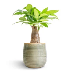 Pachira Aquatica - Thick Trunk - Money Tree 22 Pachira Aquatica - Thick Trunk - Money Tree -Plant potted plants Pachira aquatica Thick Trunk Money Tree 12x40cm Iris Plant Pot Mint 15x14cm fe2def25 2fdc 4715 97bb 67f424554bb9