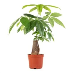 Pachira Aquatica - Thick Trunk - Money Tree 16 Pachira Aquatica - Thick Trunk - Money Tree -Plant potted plants Pachira aquatica Thick Trunk Money Tree 14x45cm
