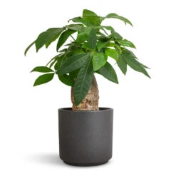 Pachira Aquatica - Thick Trunk - Money Tree 15 Pachira Aquatica - Thick Trunk - Money Tree -Plant potted plants Pachira aquatica Thick Trunk Money Tree 14x45cm Leon Plant Pot Granite 14.5x12cm a0bfe33f 8d2c 43b0 b7b8 8c9e989be4e3