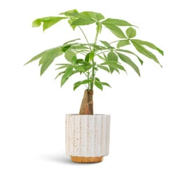 Pachira Aquatica - Thick Trunk - Money Tree 17 Pachira Aquatica - Thick Trunk - Money Tree -Plant potted plants Pachira aquatica Thick Trunk Money Tree 14x45cm Lugano Scalloped Plant Pot Mustard 16x16cm