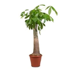 Pachira Aquatica - Thick Trunk - Money Tree 20 Pachira Aquatica - Thick Trunk - Money Tree -Plant potted plants Pachira aquatica Thick Trunk Money Tree