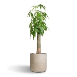 Dune Cylinder Planter - Oat -Plant potted plants Pachira aquatica Thick Trunk Money Tree 26x140cm Dune Cylinder Planter Oat 38x37cm