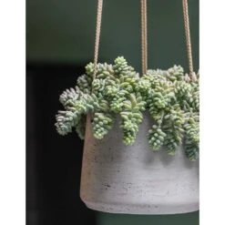 Patt Hanging Plant Pot - Grey Washed 23 Patt Hanging Plant Pot - Grey Washed -Plant potted plants Patt Hanging Plant Pot Grey Washed Succulent