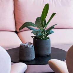 Patt Plant Pot - Black Washed 19 Patt Plant Pot - Black Washed -Plant potted plants Patt Plant Pot Black Washed Houseplants