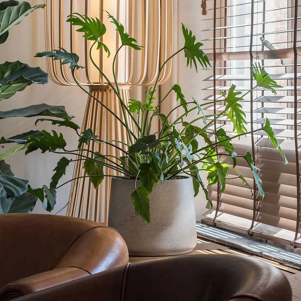 Patt Plant Pot - Grey Washed 12 Patt Plant Pot - Grey Washed - Image 10