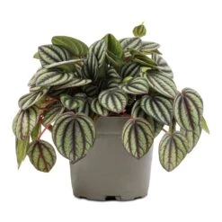 Peperomia Piccolo Banda -Plant potted plants Peperomia Piccolo Banda 10.5x20cm
